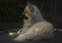 Jak zmierzyć mate do trampoliny?