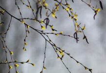 Czy brzoza nadaje się na łuk?